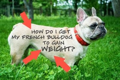 As in humans, being overweight can cause health. How Do I Get My French Bulldog To Gain Weight? • The Pets KB