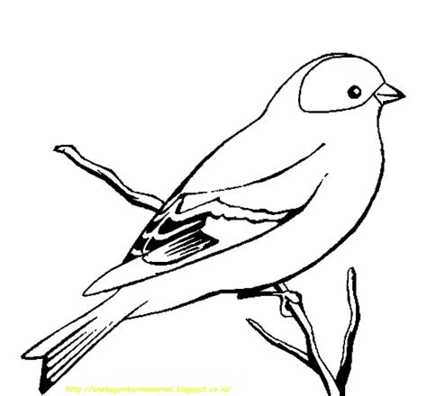 Detail Gambar Sketsa Burung Untuk Mewarna Koleksi Nomer 19