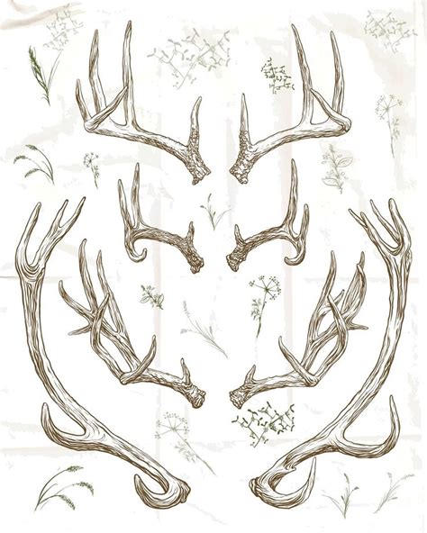 Deer Antlers Collection Art Reference Horns Deer Horns