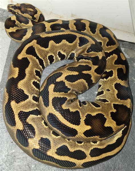 Burmball Hybrid Burmese Python By Big Ts Exotics Morphmarket
