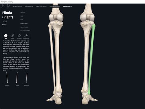 Bones Fibula Anatomy And Physiology