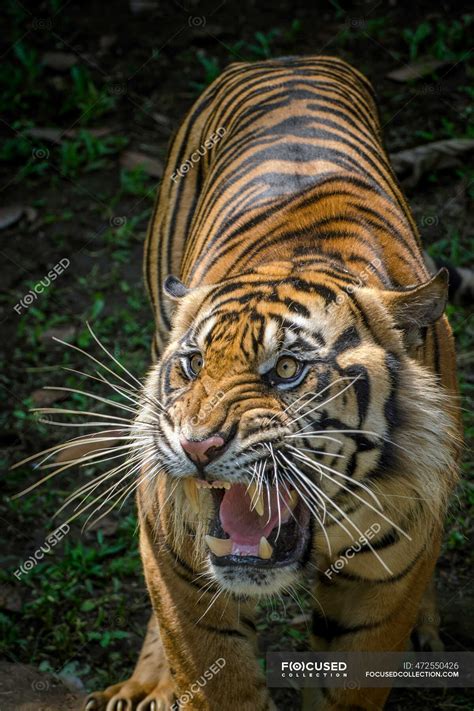 Portrait Of A Tiger Growling Indonesia — Aggression Roaring Stock