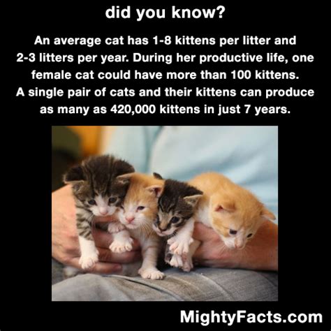 Cat Facts Wtf Fun Facts Facts