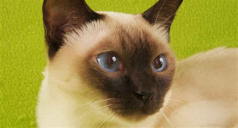 Tonkinese Cat Breed History And Some Interesting Facts