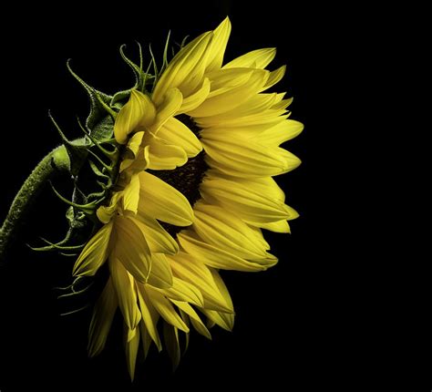 Hd Wallpaper Close Photo Of Yellow Sunflower On Black Background