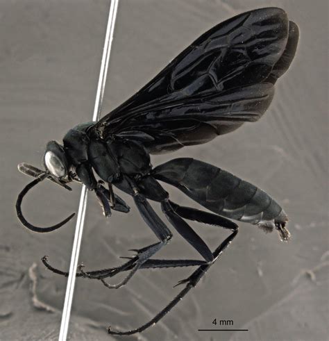 Two New Beautiful Wasp Species Of The Rare Genus Abernessia