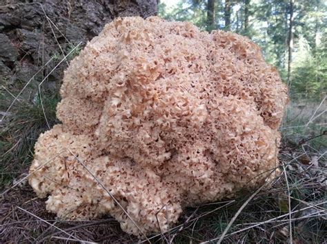 11 Best Edible Mushrooms Found In Iowa Images On Pinterest