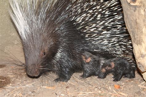 Baby Porcupines Born At London Zoo Reaseheath College