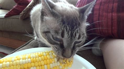 Cat Eats Corn On The Cob Youtube