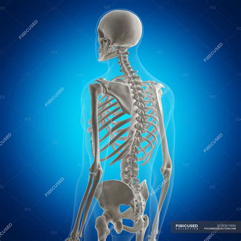 Collections are ordered sets of models. Illustration of back bones in human skeleton on blue ...