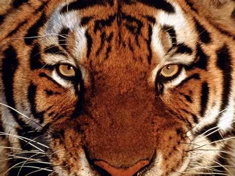 Beautiful Face Tiger Portiat Wallpapers12570 1024x768