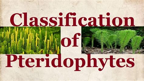 Biology Classification Of Pteridophyta Html Photos My Xxx Hot Girl