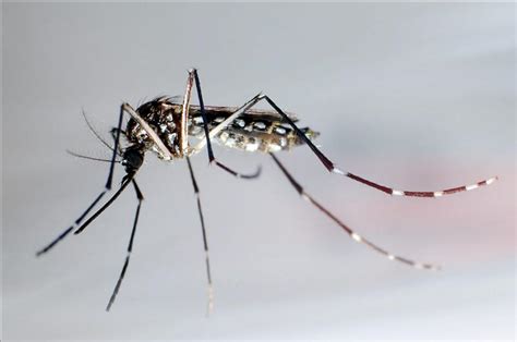 Reconozca Los Mosquitos Que Nos Enferman Con Distintos Virus
