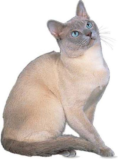 Siamese Cats Cats And Kittens Domestic Cat Breeds Tonkinese Cat