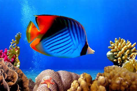 Most fish that populate a reef are tiny snacks smaller than two inches. Wallpaper tropical, coral, reef, underwater, ocean, fishes ...