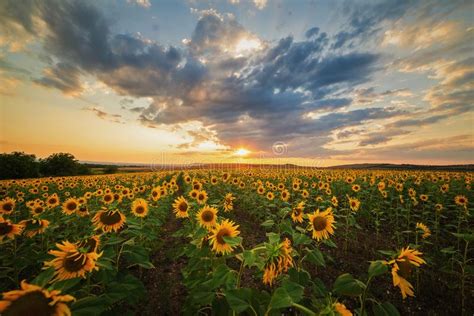 Sunflower Field At Sunset In Summer Stock Photo Image Of Harvest