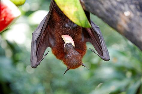 High Quality Stock Photos Of Flying Fox