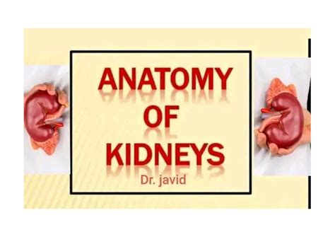 Solution Anatomy Of Kidneys Studypool