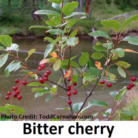 Bitter Cherry Prunus Emarginata Fraser Valley Conservancy Land Trust