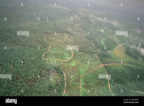 A Palm Tree Plantation Aerial View Of Rainforest Deforestation In
