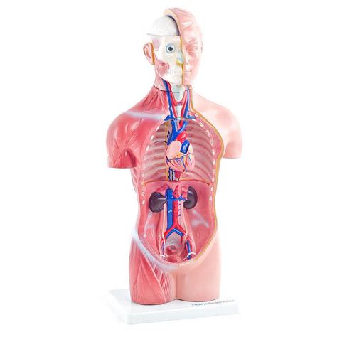 Modello Anatomico Di Corpo Intero H131120 HeineScientific Ad Uso