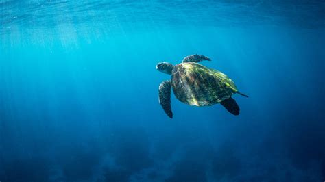 A Large Green Sea Turtle Ascends The Crystal Clear Waters Of The