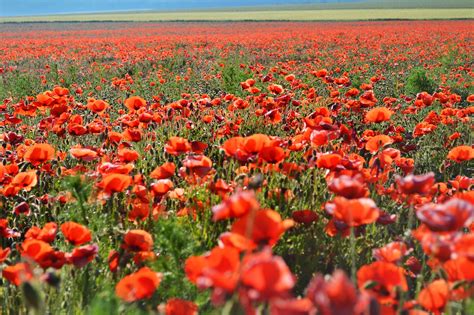 Free Images Field Prairie Wildflower Wild Flowers Red Poppy