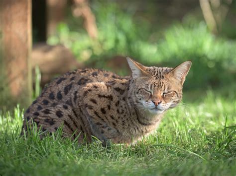 What Is A Hybrid Cat Wildcat Ridge Sanctuary