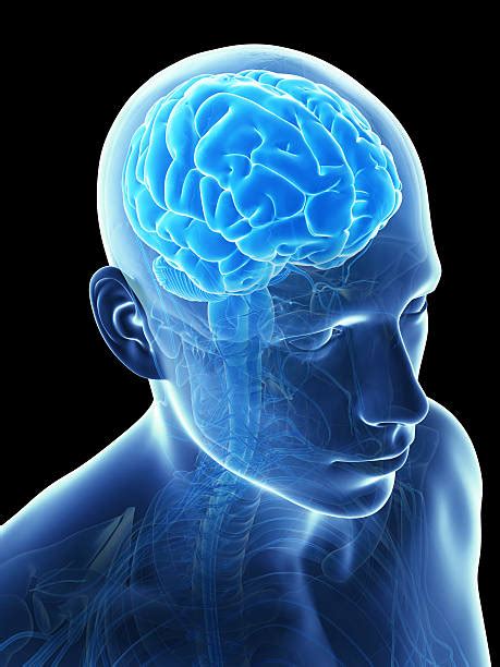 Human Brain Front Side View Stock Photos Pictures And Royalty Free