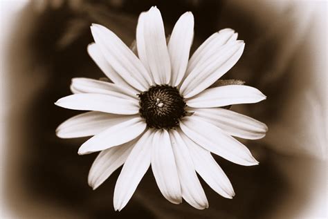 Beautiful even in black and white.jpg 4,032 × 3,024; Black and White (Antique) Black-eyed Susan Flower
