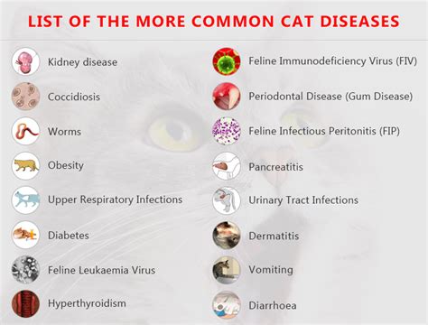 Common Cat Diseases In South Africa