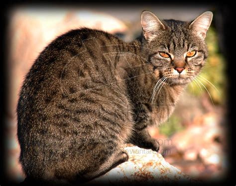 Untamed cats spawn in villages as long as there is at least one villager and four beds. Image - CAT-Dark-brown-tabby-cat-bright-orange-eyes-Loving ...