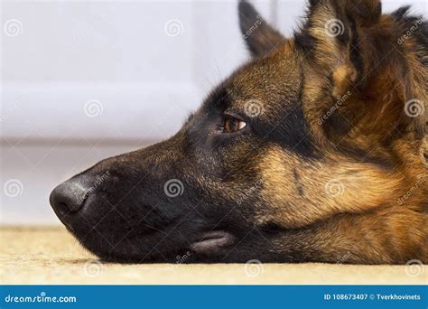 Profile View Of Shepherd Dog`s Head Stock Image Image Of Domestic