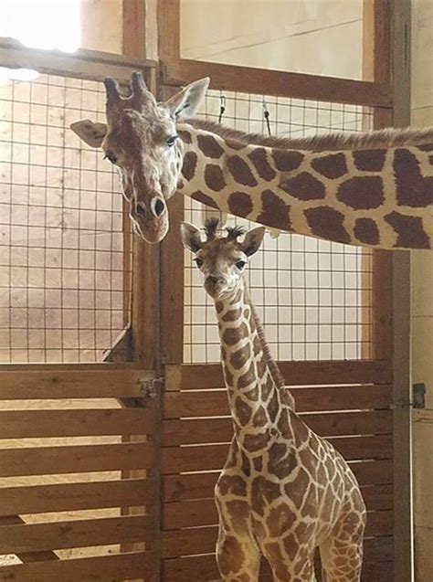 Two Giraffes Standing Next To Each Other In An Enclosure