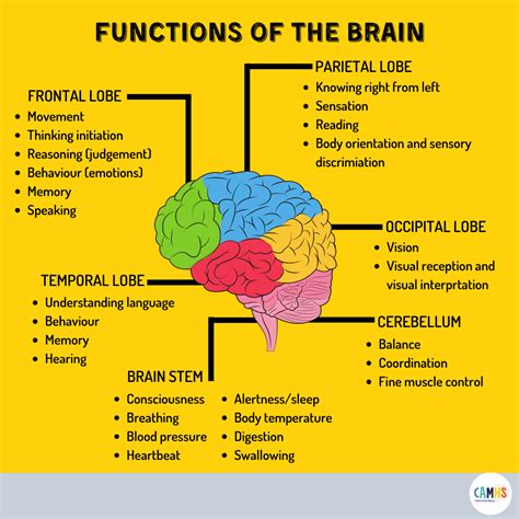 Functions Of The Brain 🌍 Camhs Professionals