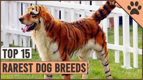 Top 15 Rarest Dog Breeds Updated Dog World Youtube