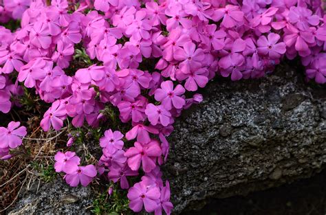 Hata3s Photo Haiku Flowers Of Moss Pink Shiba Sakura