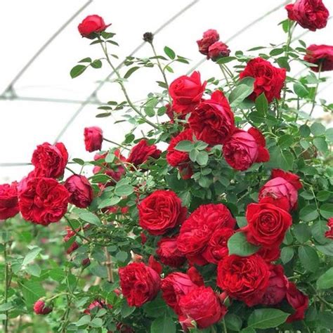 Red Eden Climbing Rose 红龙 Heat Resistance Continue Blooming Etsy