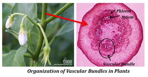Structure And Classification Of Vascular Bundles In Plants Easy Biology