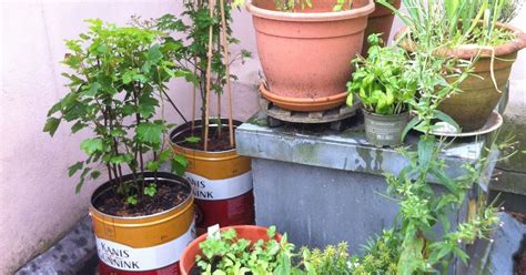 From Tin Can Trash To Planter Paradise Hometalk