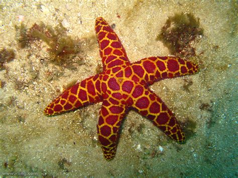 Mosaic Sea Star Mosaic Sea Star Plectaster Decanus Insc Flickr