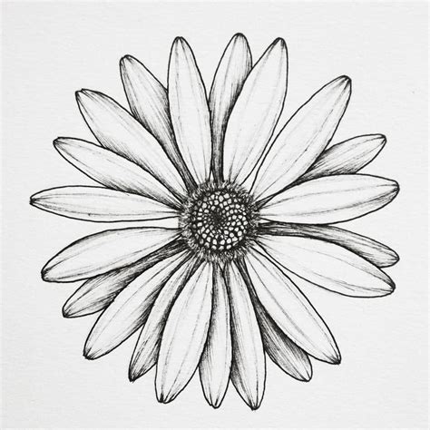 The sunflower family consists of almost 33 thousand (!) species. Daisy . . . #floralsyourway #botanicalartist # ...