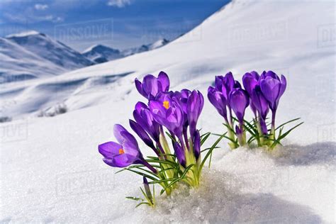 Crocus Flower Peeking Up Through The Snow Spring Southcentral Alaska