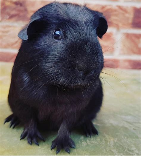 Collection 98 Wallpaper White And Black Guinea Pig Updated 102023