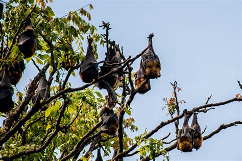 Greyheaded Flying Foxes Hanging In A Tree Australian Native Animal Mega