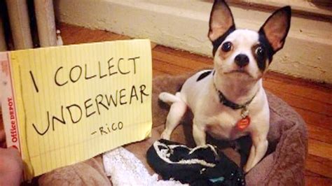 Dogs Feel No Shame Despite Guilty Looks Experts