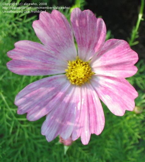 Plantfiles Pictures Common Cosmos Mexican Aster Happy Ring Cosmos