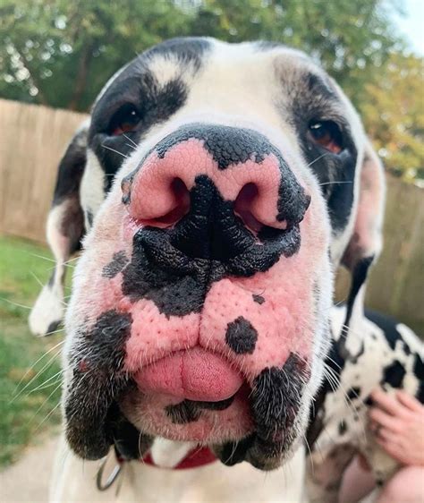 Boop My Nose ®️ On Instagram “boop 👆 📷 Hansleothedanes 🐶 Great Dane Boopmynose •” Cute