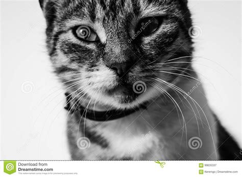Alley Cat Black And White Portrait Stock Image Image Of