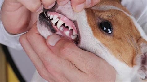 Mouth Inflammation And Ulcers Chronic In Dogs Petmd